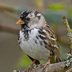 Molting into adult breeding plumage.